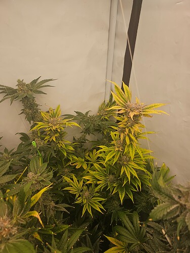 Growreport Bild 4