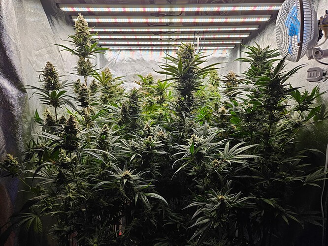 Growreport Bild 72