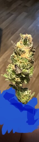 Growreport Bild 1