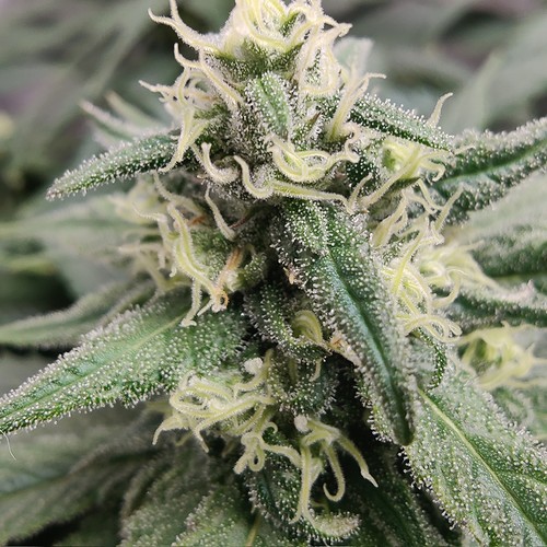 Growreport Bild 10