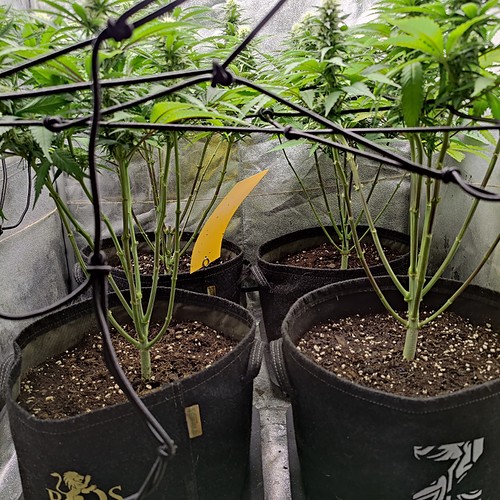 Growreport Bild 13