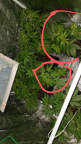 Growreport Bild 5