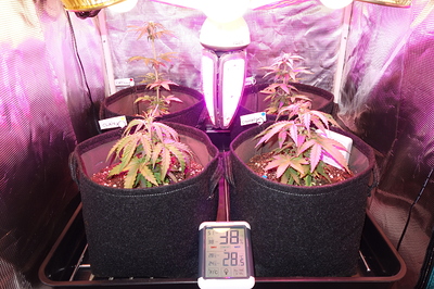 Vier junge Cannabispflanzen in Stofftöpfen unter einer LED-Wachstumslampe. Ein Hygrometer zeigt 38% Luftfeuchtigkeit und 28,5°C an.
