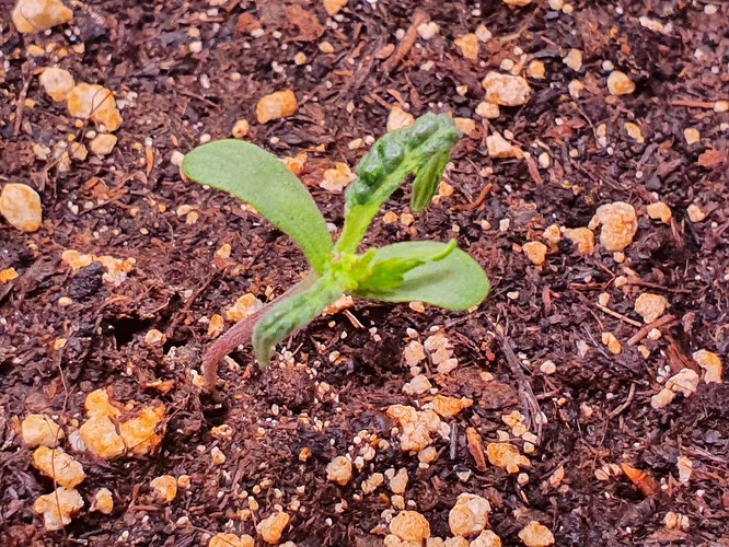 Growreport Bild 12