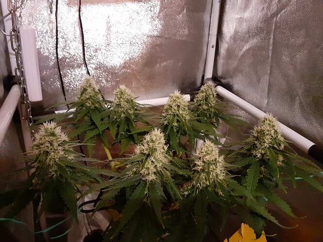 Growreport Bild 163