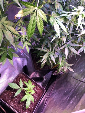 Growreport Bild 19