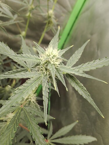 Growreport Bild 16