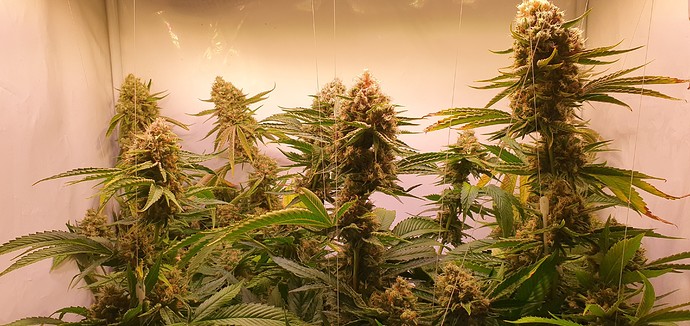 Growreport Bild 11