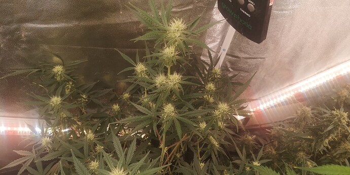 Growreport Bild 12