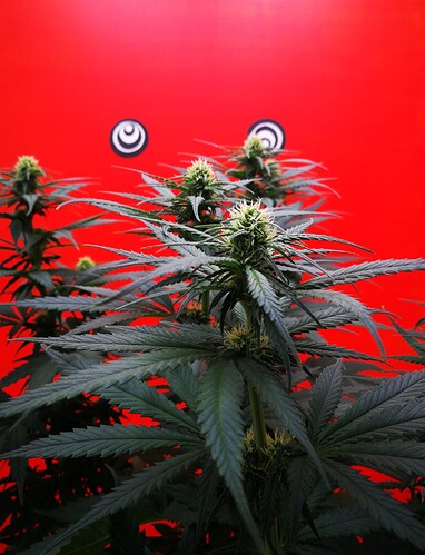 Growreport Bild 6