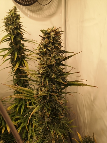 Growreport Bild 5