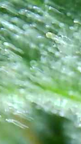 Growreport Bild 3