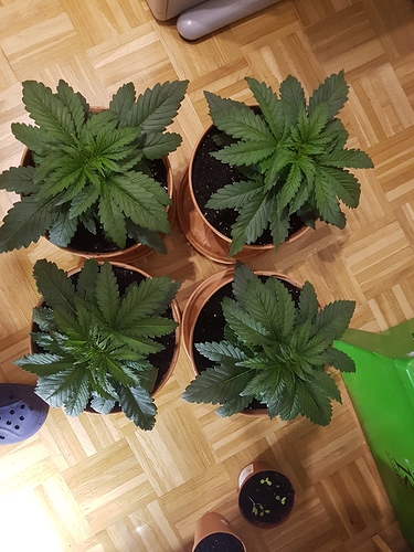 Growreport Bild 12