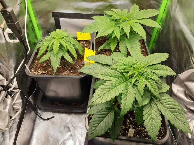 Growreport Bild 9