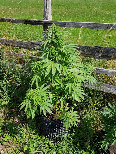 Growreport Bild 9