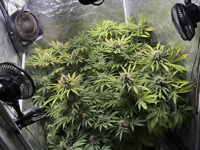 Growreport Bild 4