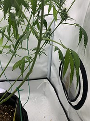 Growreport Bild 5