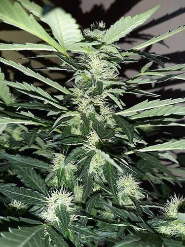 Growreport Bild 3