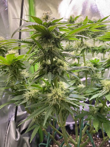 Growreport Bild 2