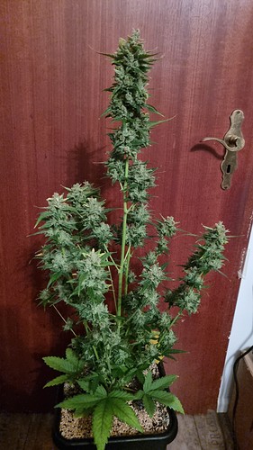 Growreport Bild 4