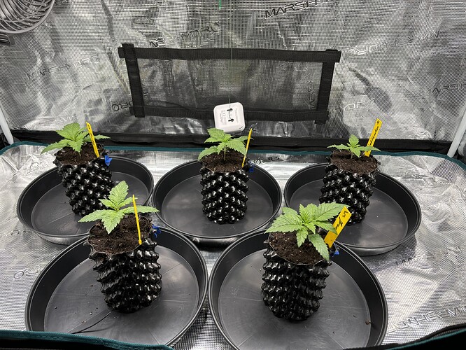 Growreport Bild 70