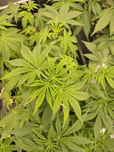 Growreport Bild 9