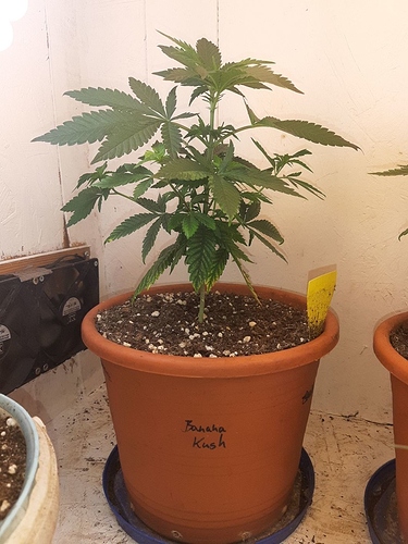 Growreport Bild 1