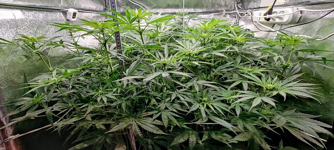 Growreport Bild 26