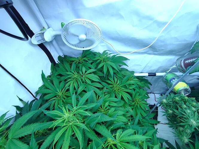 Growreport Bild 2