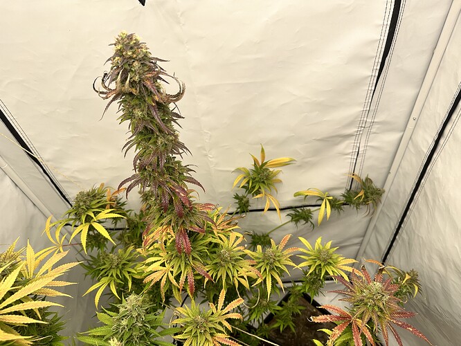 Growreport Bild 15
