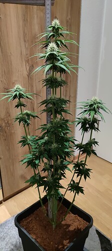 Growreport Bild 1