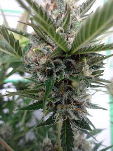 Growreport Bild 6