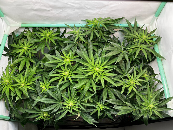 Growreport Bild 23
