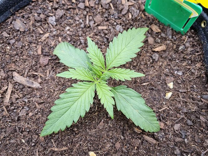 Growreport Bild 6