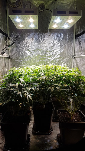 Growreport Bild 6