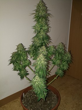 Growreport Bild 16