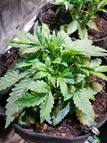 Growreport Bild 16