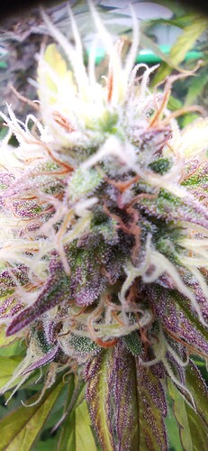 IMG_20231008_212213_1