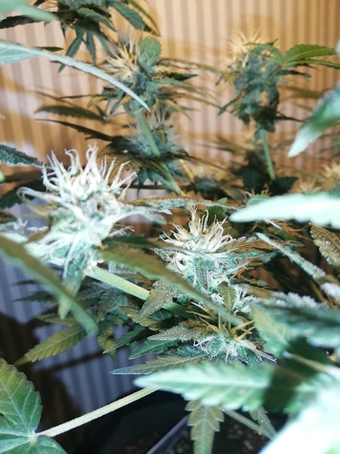 Growreport Bild 6