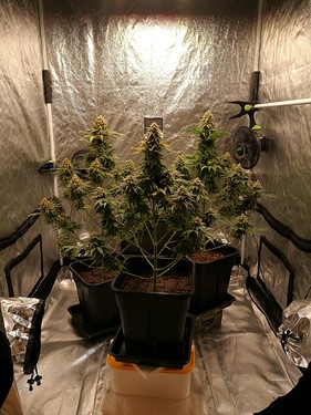 Growreport Bild 11
