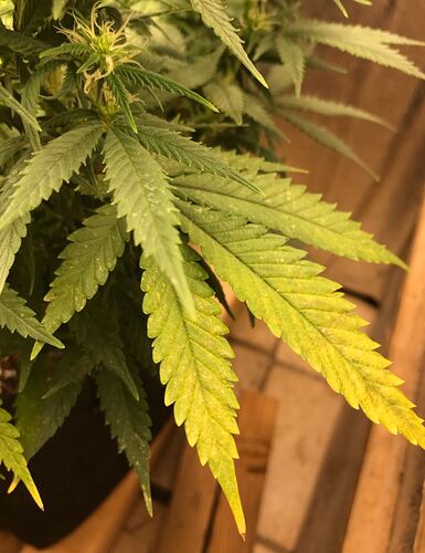 230122_trainwreck_leaf