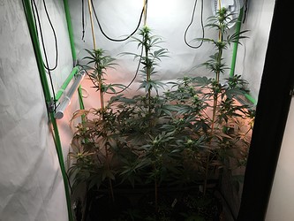 Growreport Bild 6