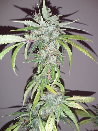 Growreport Bild 3