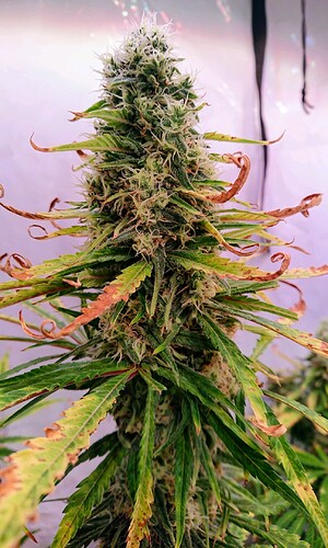 Growreport Bild 4