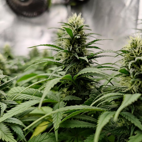 Growreport Bild 11