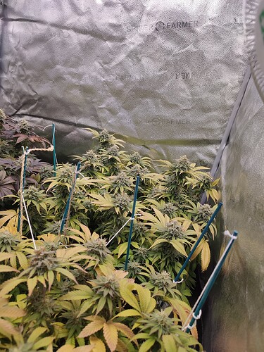 Growreport Bild 4