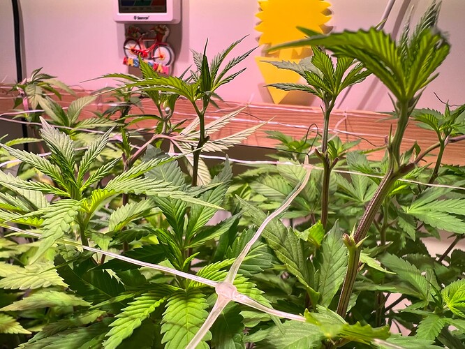 Growreport Bild 9