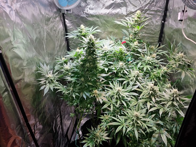 Growreport Bild 19