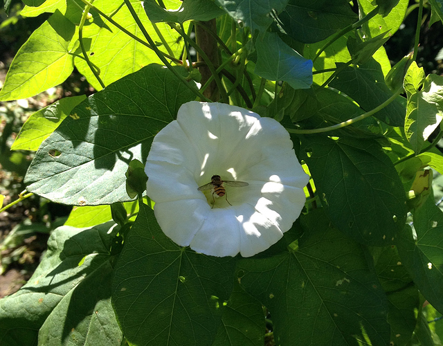 SchwebfliegeWinde