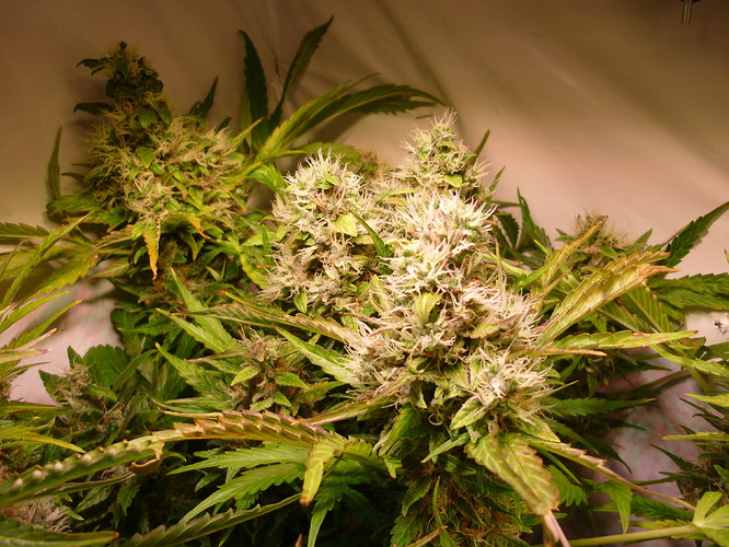 Growreport Bild 5